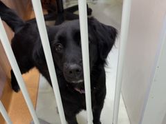 -瑞鹏宠物医院·宠保定点·心脏科·内科(御桥分院)