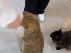 -Heymao猫咖.咖啡厅(东门店)