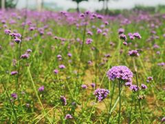 -羊亭河湿地公园