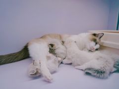 -喵的天空名猫咖啡馆·撸猫·猫舍·用品