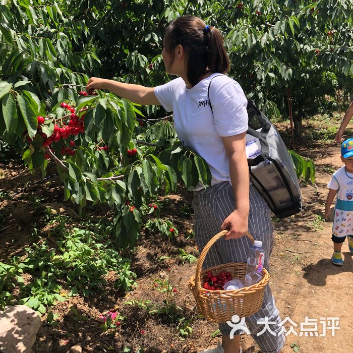 栗园庄南山樱桃采摘园图片-北京采摘/农家乐-大众点评网