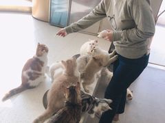 -飞行喵MR PILOT|猫舍·猫咖(静安大融城店)