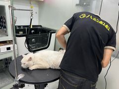 -八公叔叔宠物美容连锁(春申店)