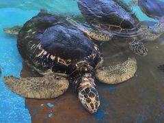 -北戴河圣蓝海洋公园