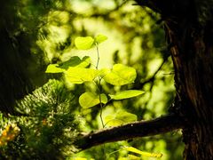 -上海共青森林公园