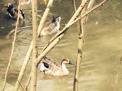 溱湖国家湿地公园-溱湖国家湿地公园