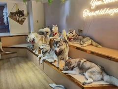 -Husky Go! 哈士奇体验馆·宠物咖啡厅狗咖
