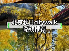 -三里屯东五街银杏大道