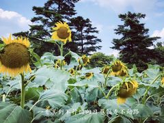 -上海月湖雕塑公园