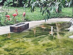 -深圳野生动物园