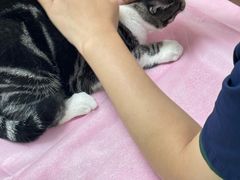 -北京观赏动物医院·24小时大型综合·猫专科·异宠专科