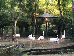 -清迈夜间动物园