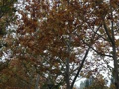 -朝阳公园游乐园