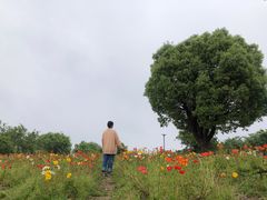 -鹅湖玫瑰文化园
