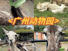 -广州动物园