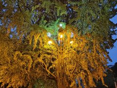 -四川大学(华西校区)