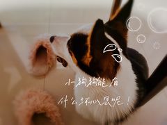 -芭比堂动物医院广州顽皮分院