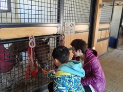 -北京群众马术培训基地