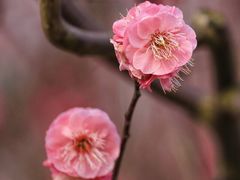 -花开海上生态园