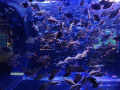 -成都浩海立方海洋公园