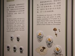 -中国茶叶博物馆(双峰馆区)