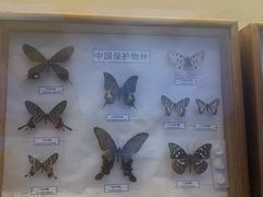 -北京大学赛克勒考古与艺术博物馆