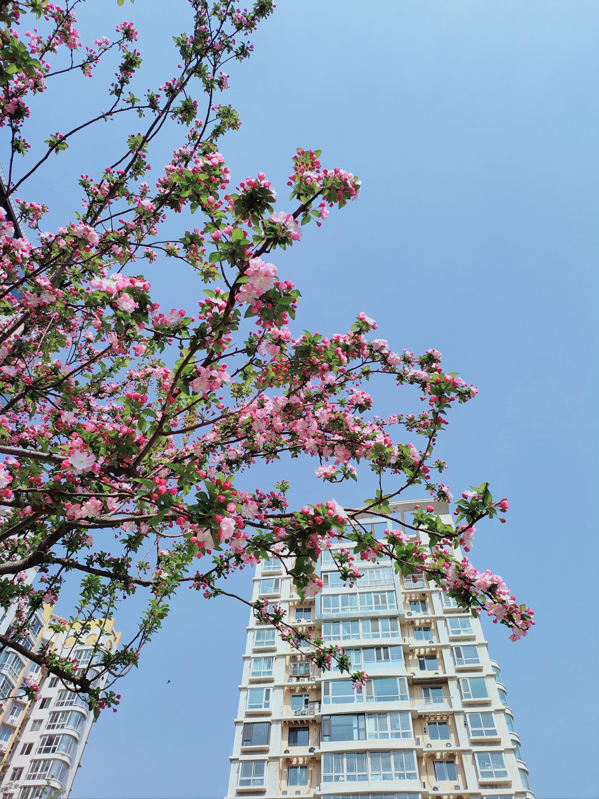 小区的花花🌸🌸都盛开了.