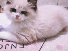 -momokira米努特·德文卷毛猫·棉花面纱犬