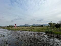 -三垟湿地