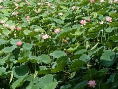-荔湾湖公园