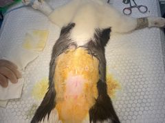 -达爱动物医院·犬猫分区·CT·复杂眼科(远洋山水分院)