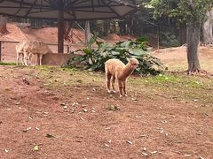 -深圳野生动物园