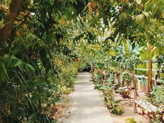 -呀路古热带植物园