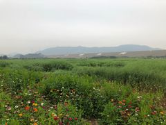 -光明小镇欢乐田园
