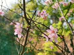 -广州市白云山风景名胜区