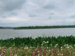 -合肥滨湖国家森林公园