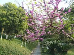 -龙头寺公园