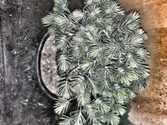 -Mr.Fox狐狸先生超级密室(南山店)