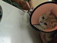 -瑞鹏宠物医院犬猫全科(真大分院)