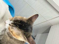 -博特宠物医院24h犬猫全科.骨科·异宠