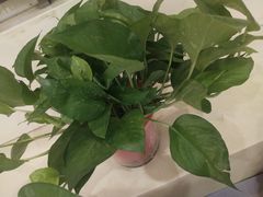 -一家人(凯旋路店)