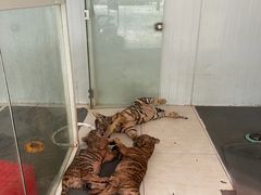 -深圳野生动物园