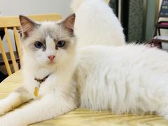 -楼上猫咖(罗湖店)
