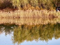 -大兴滨河森林公园