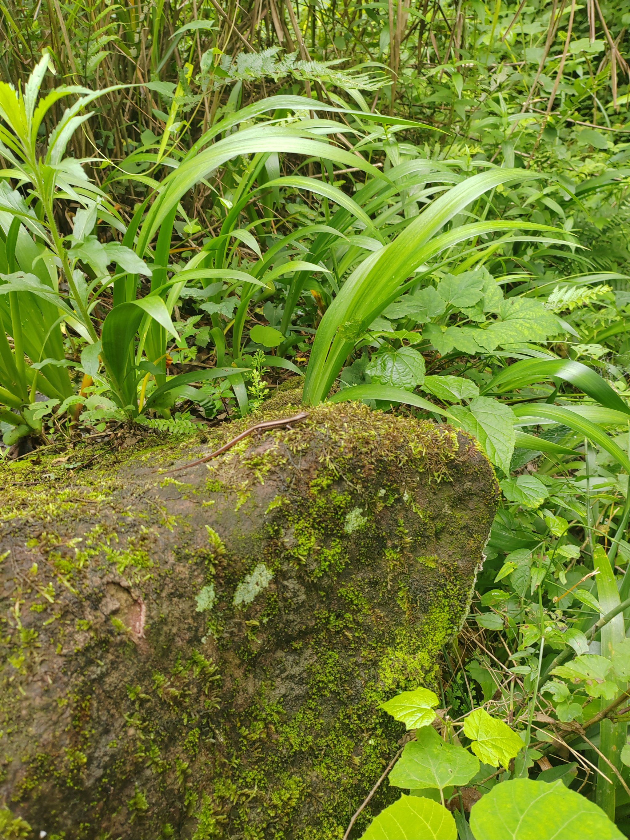 深山老林走起来 不添堵的冷门徒步,群山环绕