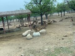 -西安秦岭野生动物园