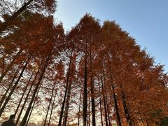 -白鹭湾湿地公园