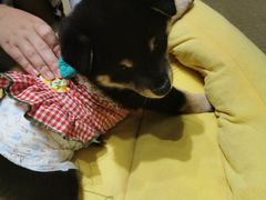 -逗柴咖啡屋·狗咖猫咖宠物桌游