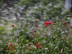 -南国桃园旅游度假区