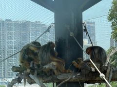 -武汉动物园